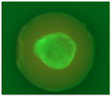 Encapsulated islet for cell therapy