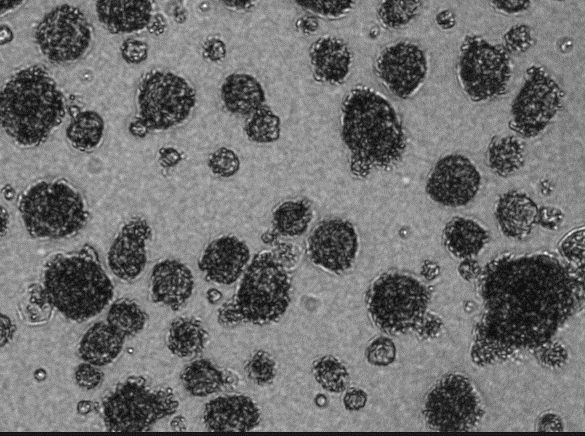 Tumorigenicity assay in poly(2-3)Glucose