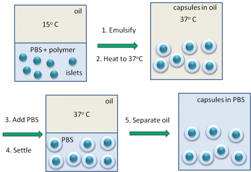 Cell encapsulaltion protocol for cell therapy