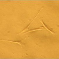 hMSC on T1-30 hMCS homostatis on T1-30